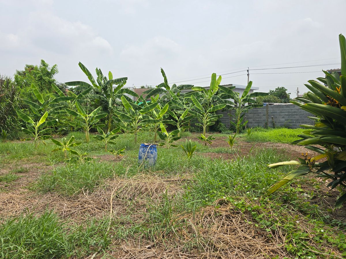 ขายที่ดินแจ้งวัฒนะ เมืองทอง : ขายด่วนที่ดินในติวานนท์ 32 ขนาด 99 ตรว. กว้างประมาณ 20 เมตรถมแล้ว