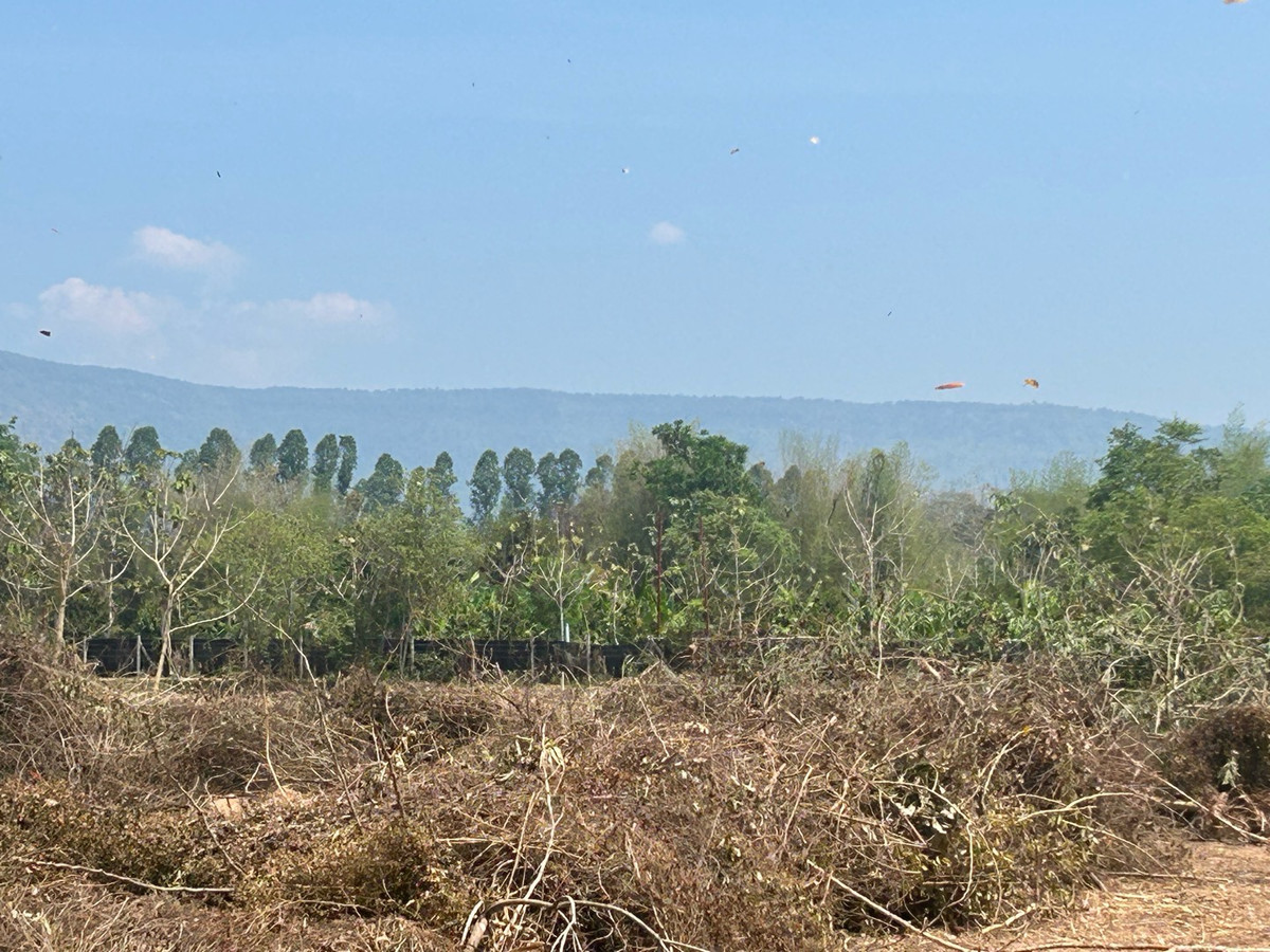 ขายที่ดินนครนายก : ขายที่ดิน 6 ไร่ นครนายก (วิวเขาใหญ่)  6 กิโล ถึงจุดท่องเที่ยว เขาใหญ่