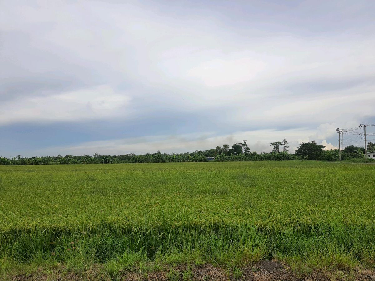 ขายที่ดินมีนบุรี-ร่มเกล้า : ขายที่ดิน1ไร่ ใกล้สนามกอล์ฟหนองจอก