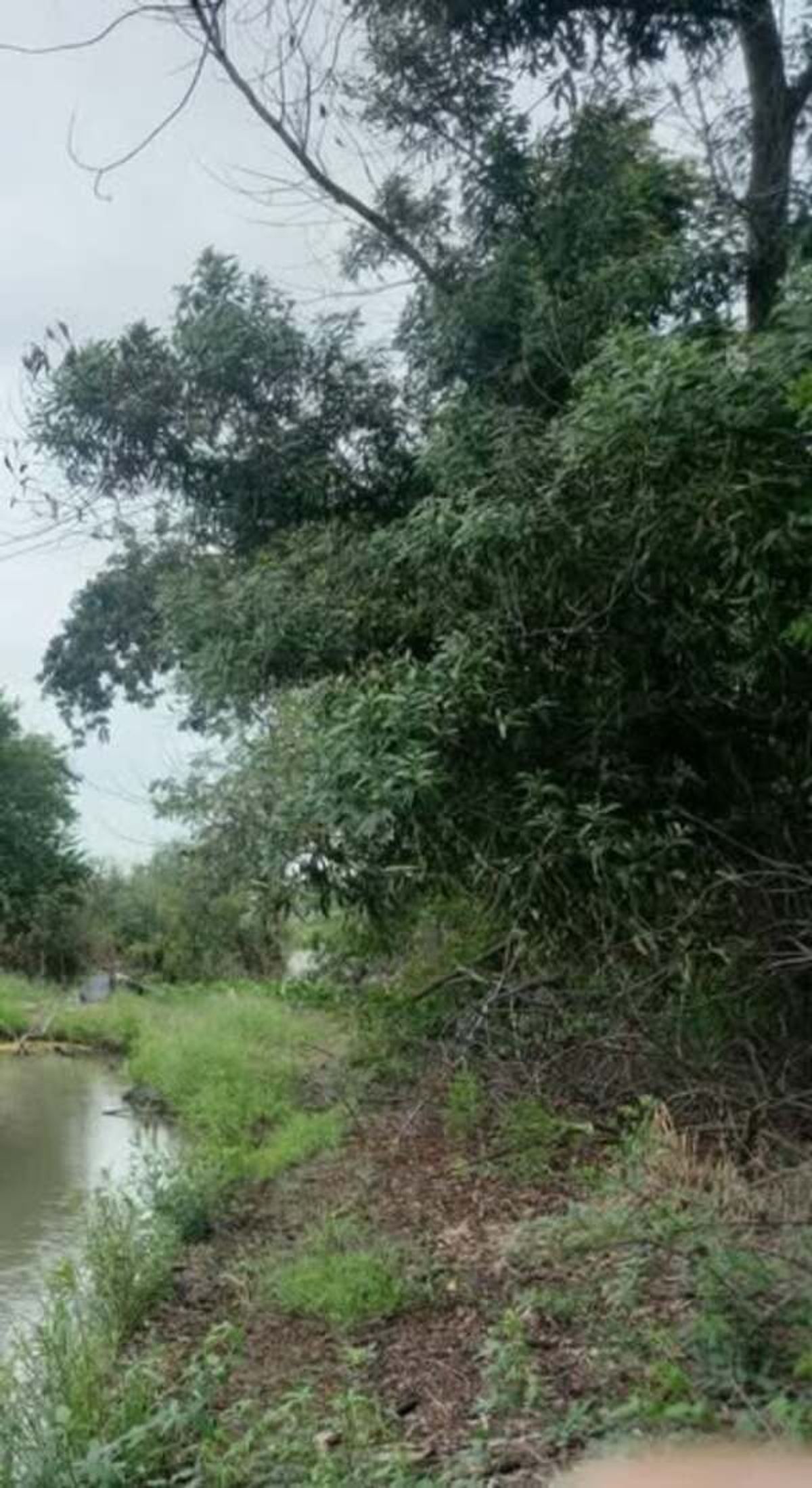 ขายที่ดินอยุธยา : ขายด่วนทีดินเปล่า ขนาด1ไร่🌲🌳ตำบล บ้านแถว อำเภอเสนา จังหวัดพระนครศรีอยุธยา