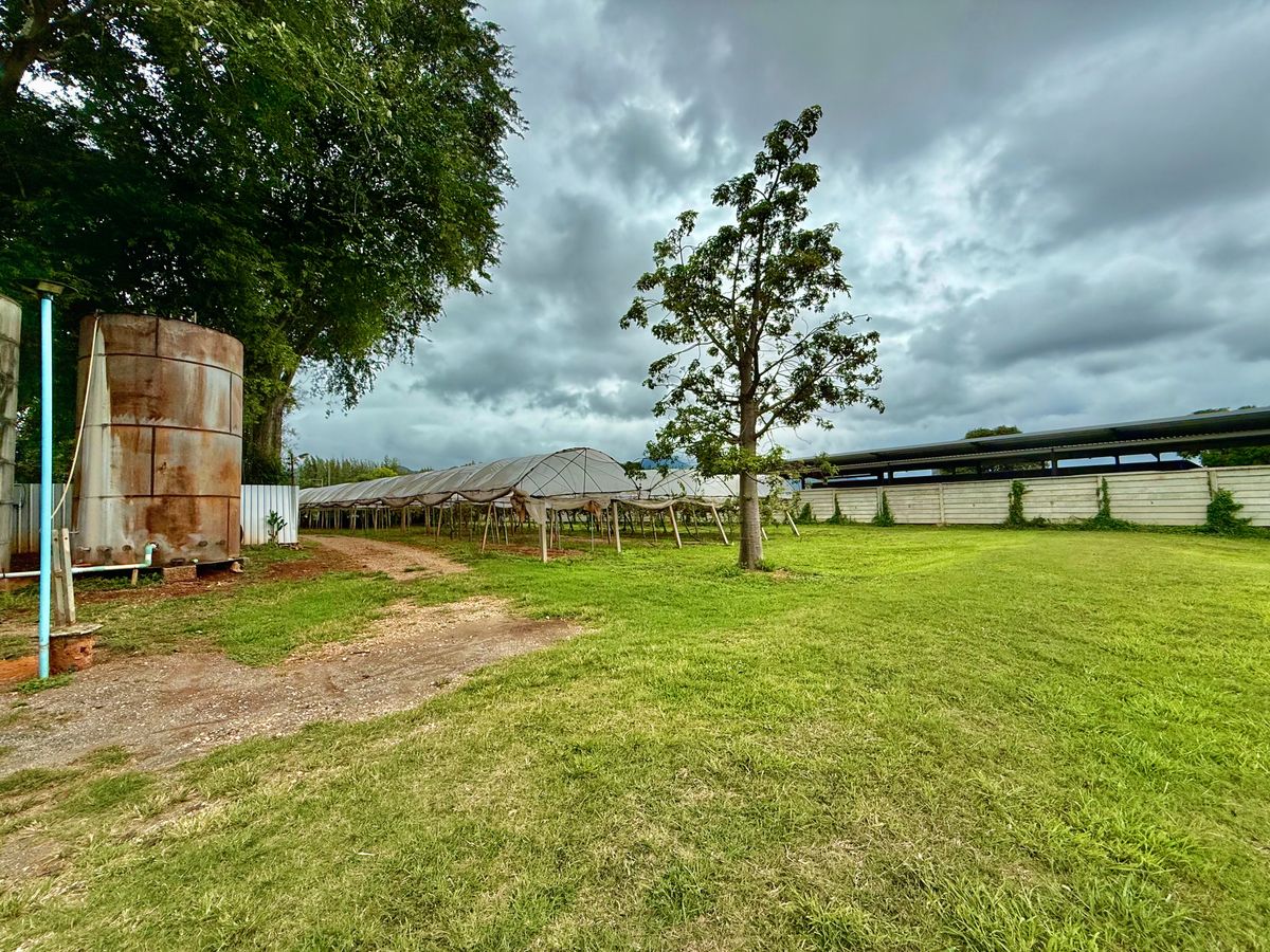 For SaleLandPak Chong KhaoYai : Land for sale with vineyard, rose garden, Klang Dong, along Mittraphap Road, 14 rai