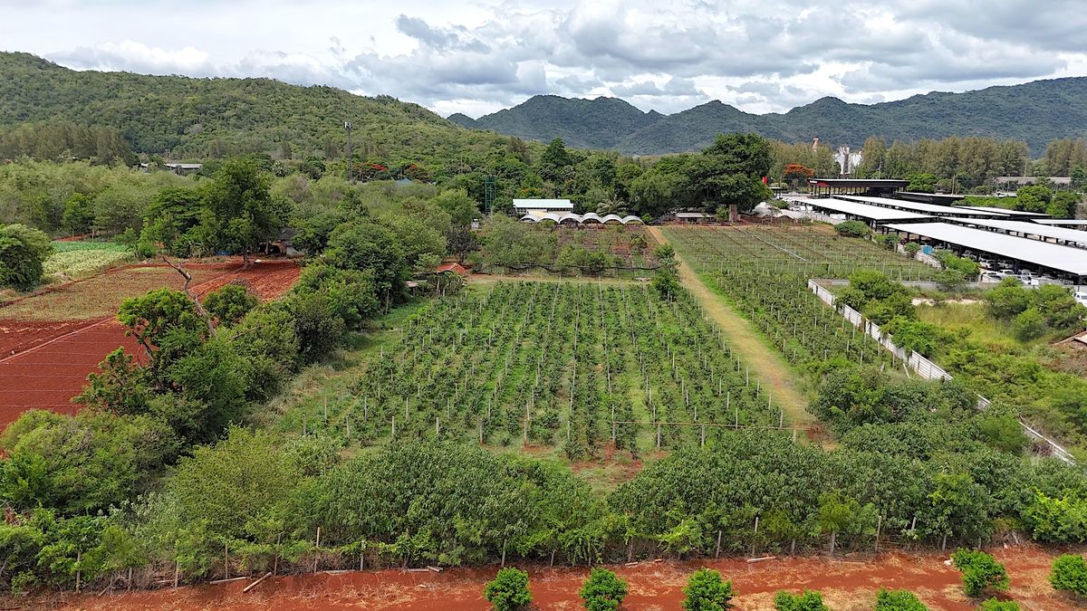 For SaleLandPak Chong KhaoYai : Land for sale with vineyard, rose garden, Klang Dong, along Mittraphap Road, 14 rai