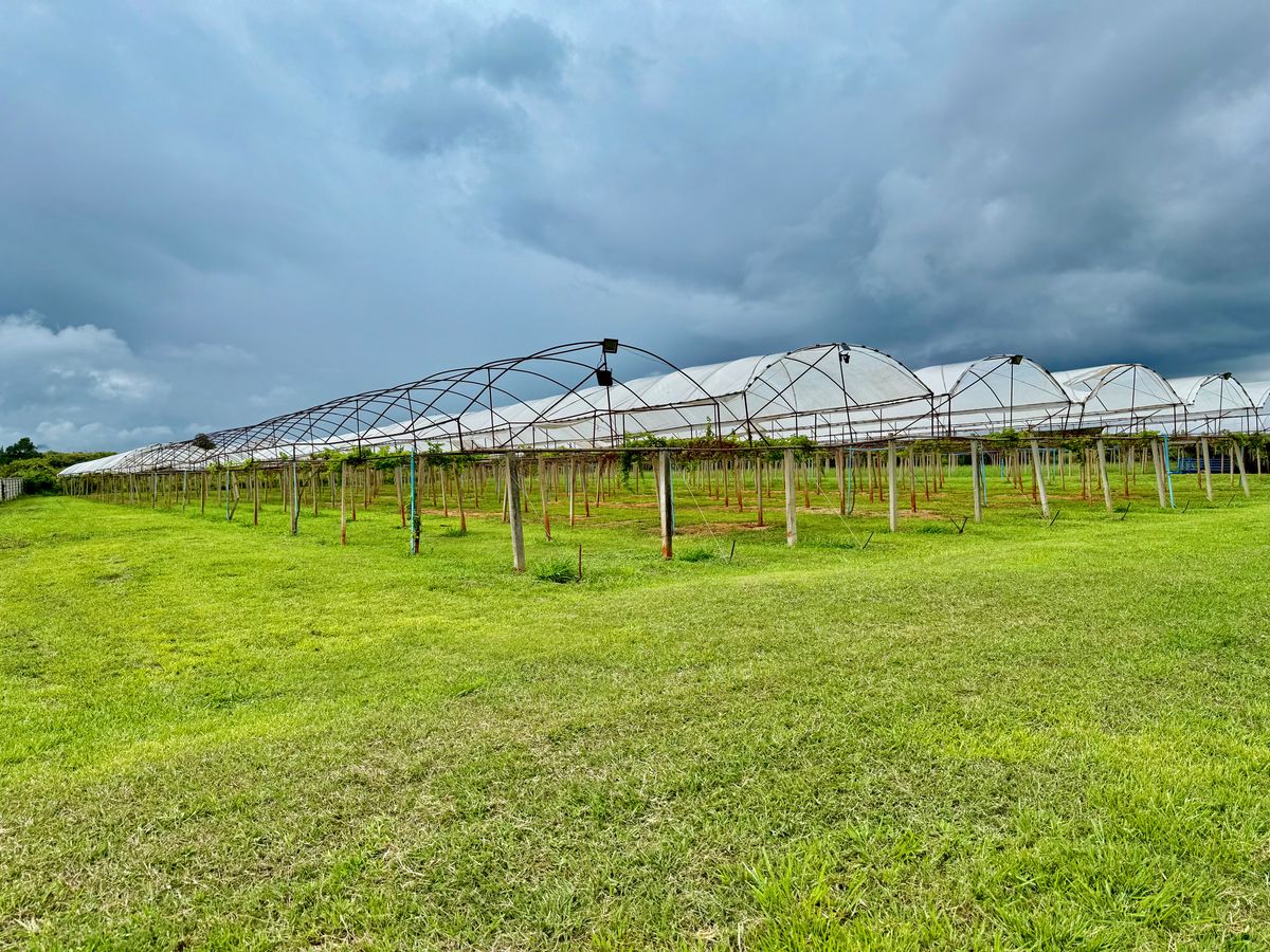 For SaleLandPak Chong KhaoYai : Land for sale with vineyard, rose garden, Klang Dong, along Mittraphap Road, 14 rai