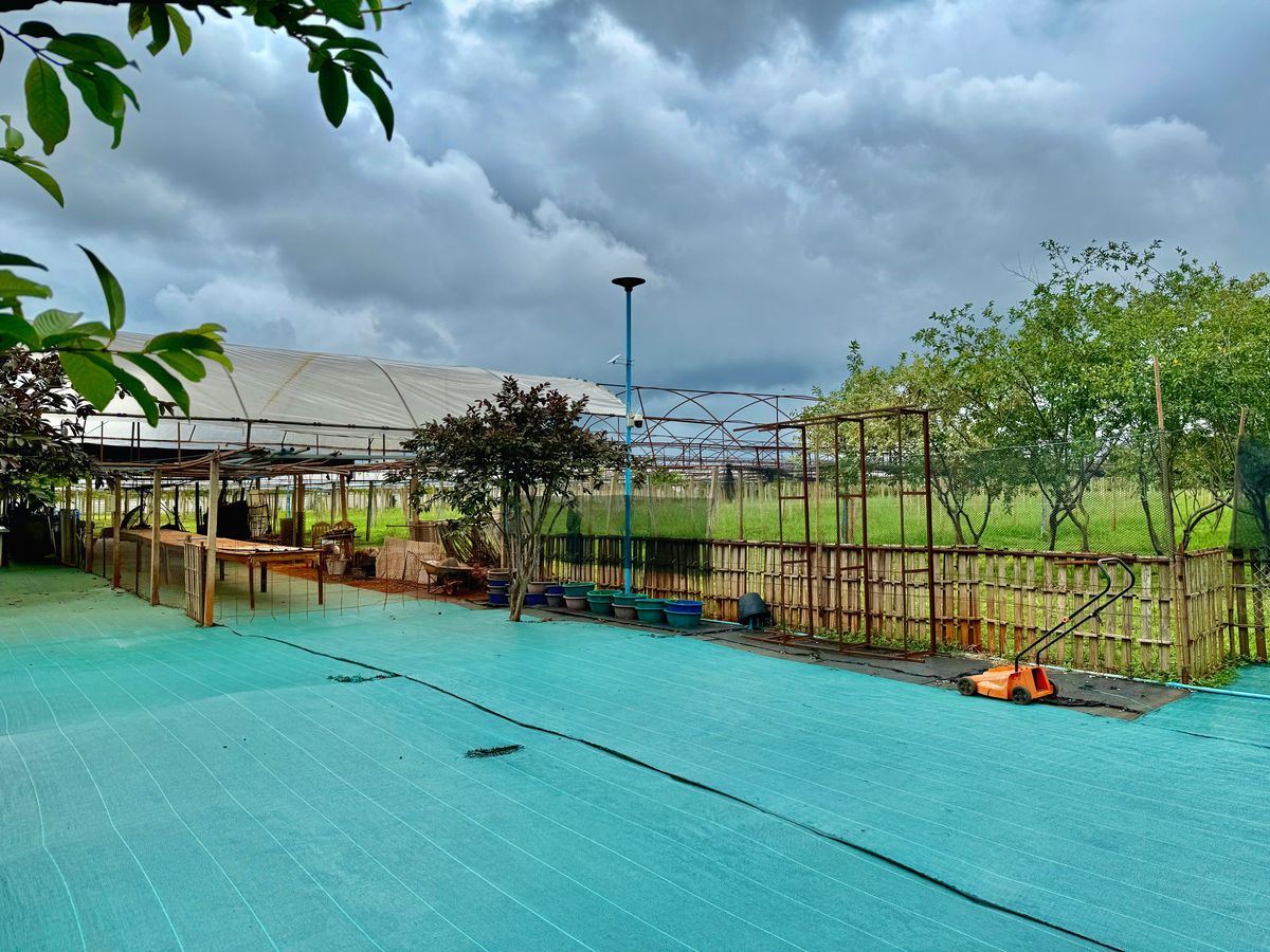 For SaleLandPak Chong KhaoYai : Land for sale with vineyard, rose garden, Klang Dong, along Mittraphap Road, 14 rai