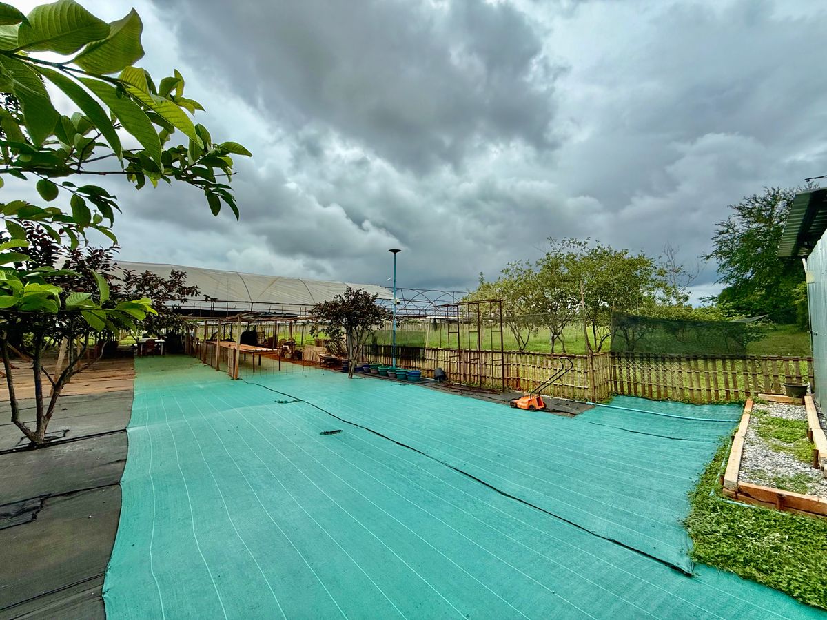 For SaleLandPak Chong KhaoYai : Land for sale with vineyard, rose garden, Klang Dong, along Mittraphap Road, 14 rai