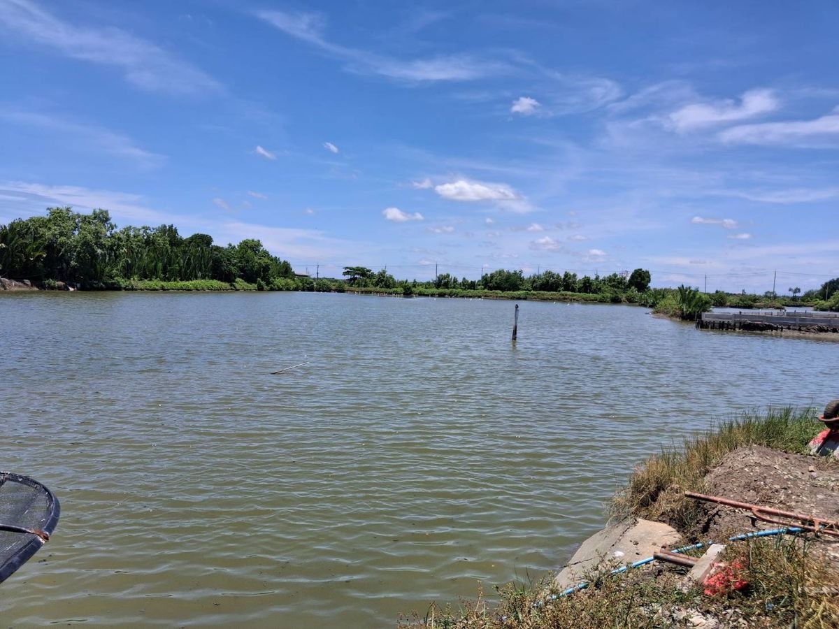 For SaleLandRathburana, Suksawat : Land for sale 1-3-30 rai near Khlong Suan Temple Phra Samut Chedi Samut Prakan