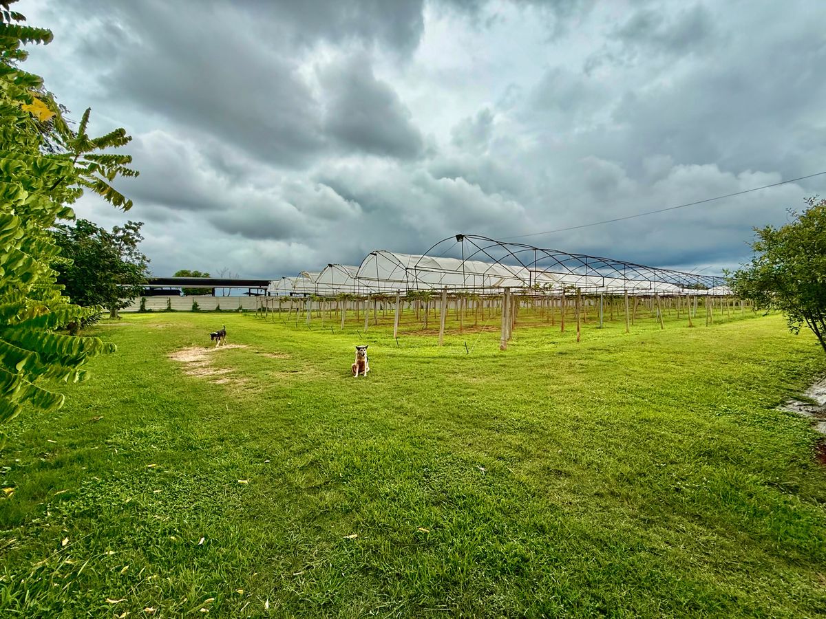 For SaleLandPak Chong KhaoYai : Land for sale with vineyard, rose garden, Klang Dong, along Mittraphap Road, 14 rai