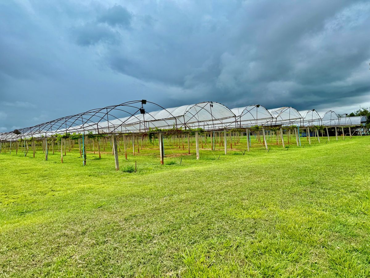 For SaleLandPak Chong KhaoYai : Land for sale with vineyard, rose garden, Klang Dong, along Mittraphap Road, 14 rai