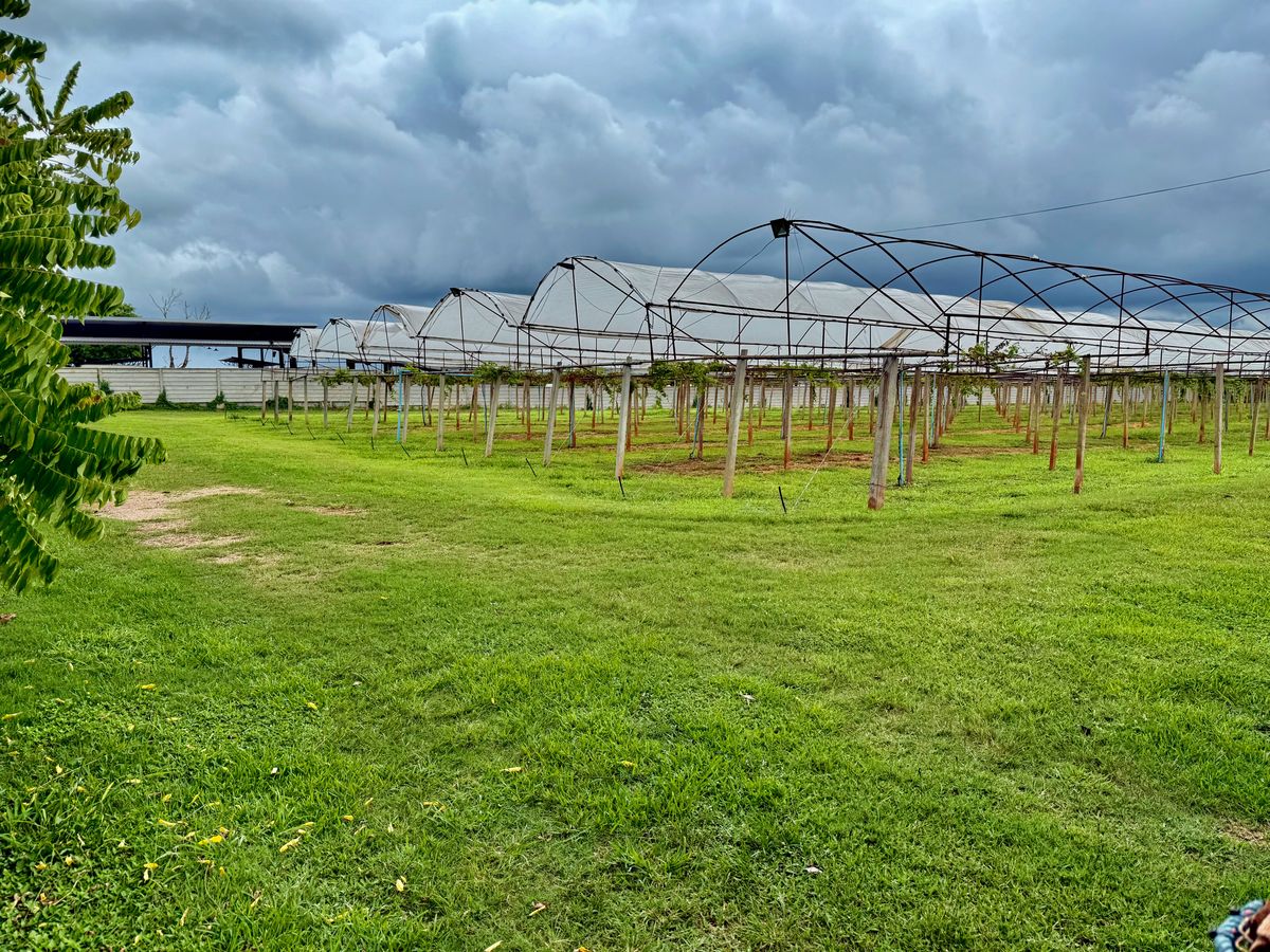 For SaleLandPak Chong KhaoYai : Land for sale with vineyard, rose garden, Klang Dong, along Mittraphap Road, 14 rai