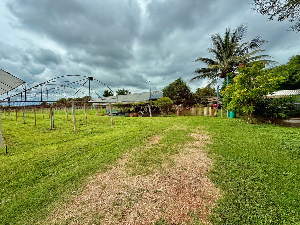 For SaleLandPak Chong KhaoYai : Land for sale with vineyard, rose garden, Klang Dong, along Mittraphap Road, 14 rai