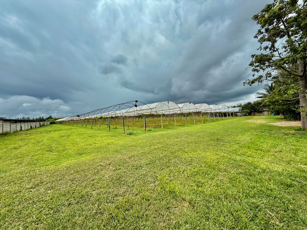 For SaleLandPak Chong KhaoYai : Land for sale with vineyard, rose garden, Klang Dong, along Mittraphap Road, 14 rai