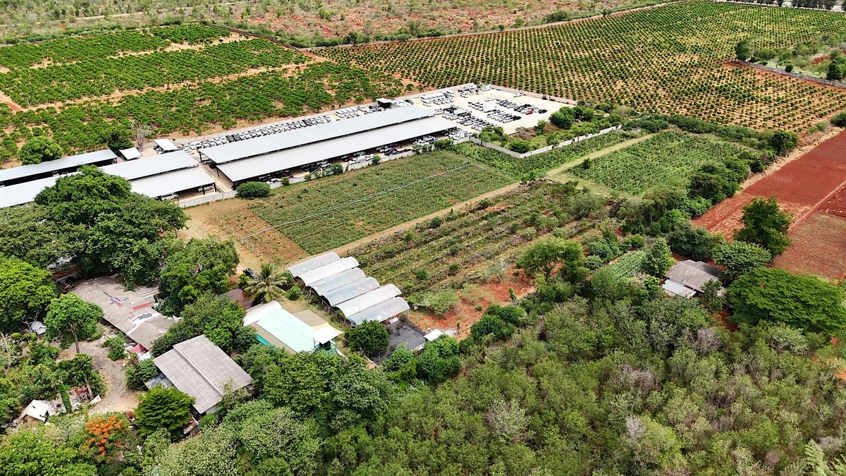 For SaleLandPak Chong KhaoYai : Land for sale with vineyard, rose garden, Klang Dong, along Mittraphap Road, 14 rai