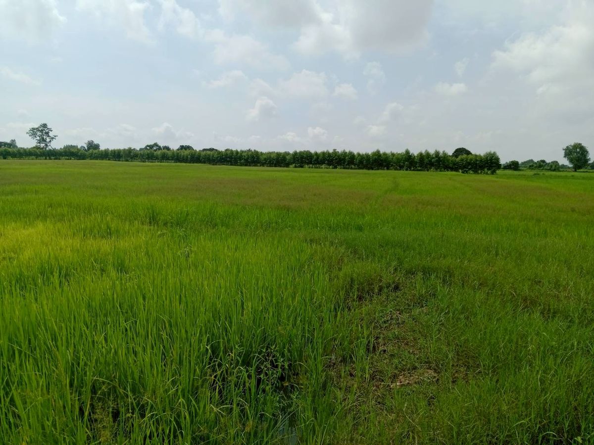 ขายที่ดินขอนแก่น :  ขายที่นา ไม่ไกลจากตัวเมืองขอนแก่น 