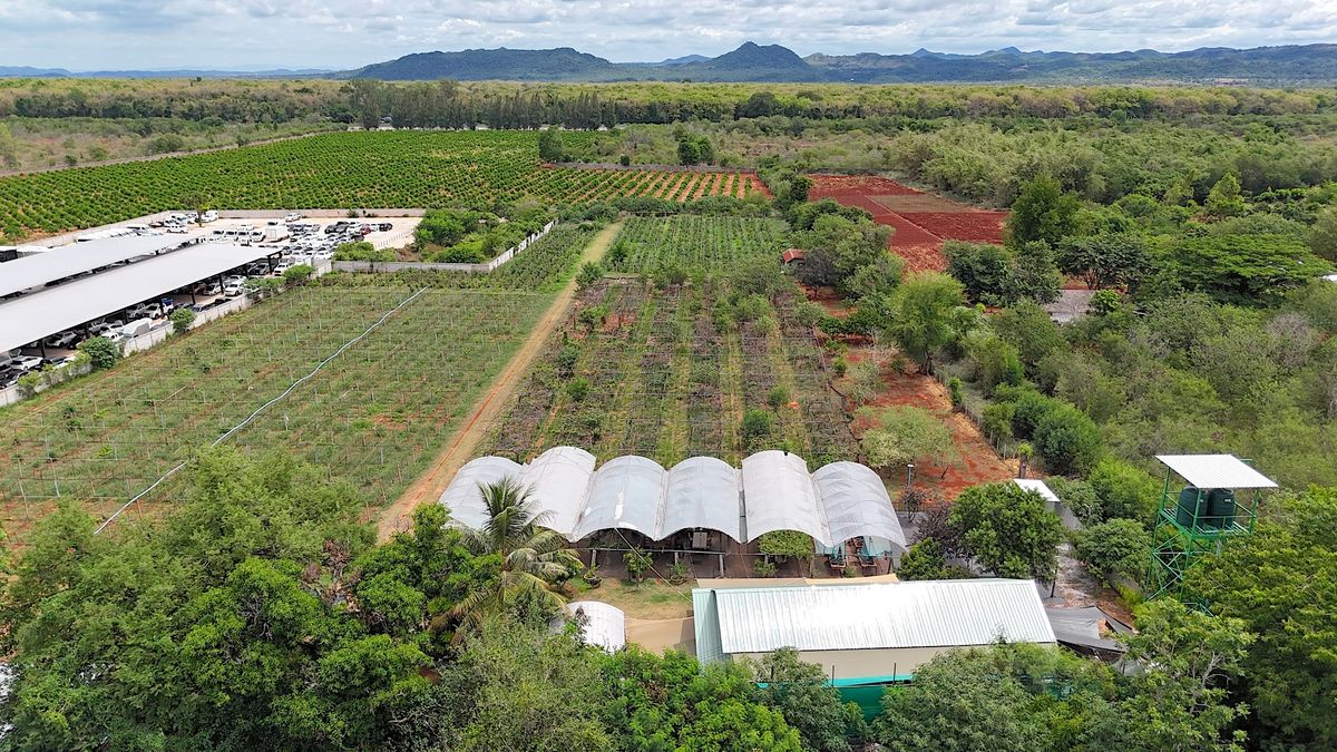 For SaleLandPak Chong KhaoYai : Land for sale with vineyard, rose garden, Klang Dong, along Mittraphap Road, 14 rai