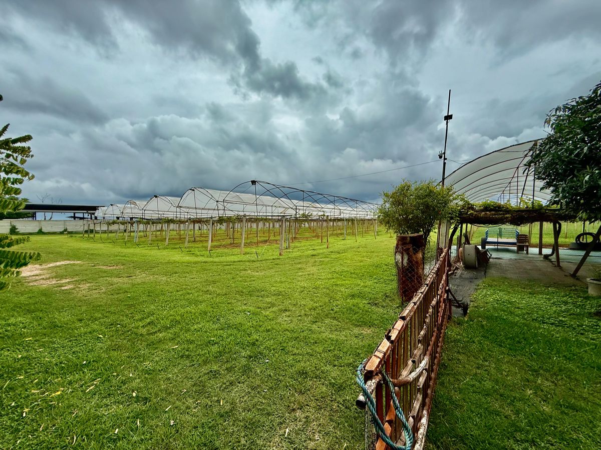 For SaleLandPak Chong KhaoYai : Land for sale with vineyard, rose garden, Klang Dong, along Mittraphap Road, 14 rai