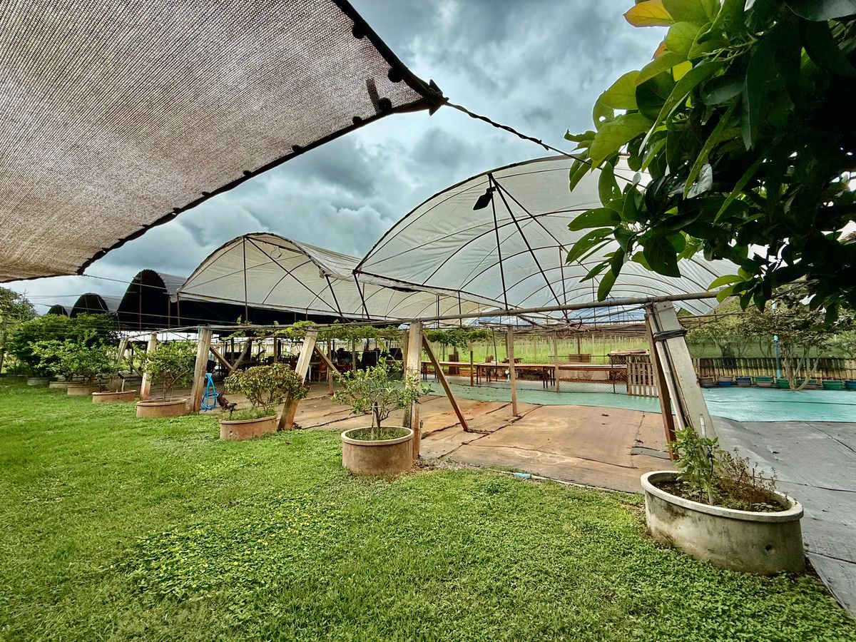 For SaleLandPak Chong KhaoYai : Land for sale with vineyard, rose garden, Klang Dong, along Mittraphap Road, 14 rai