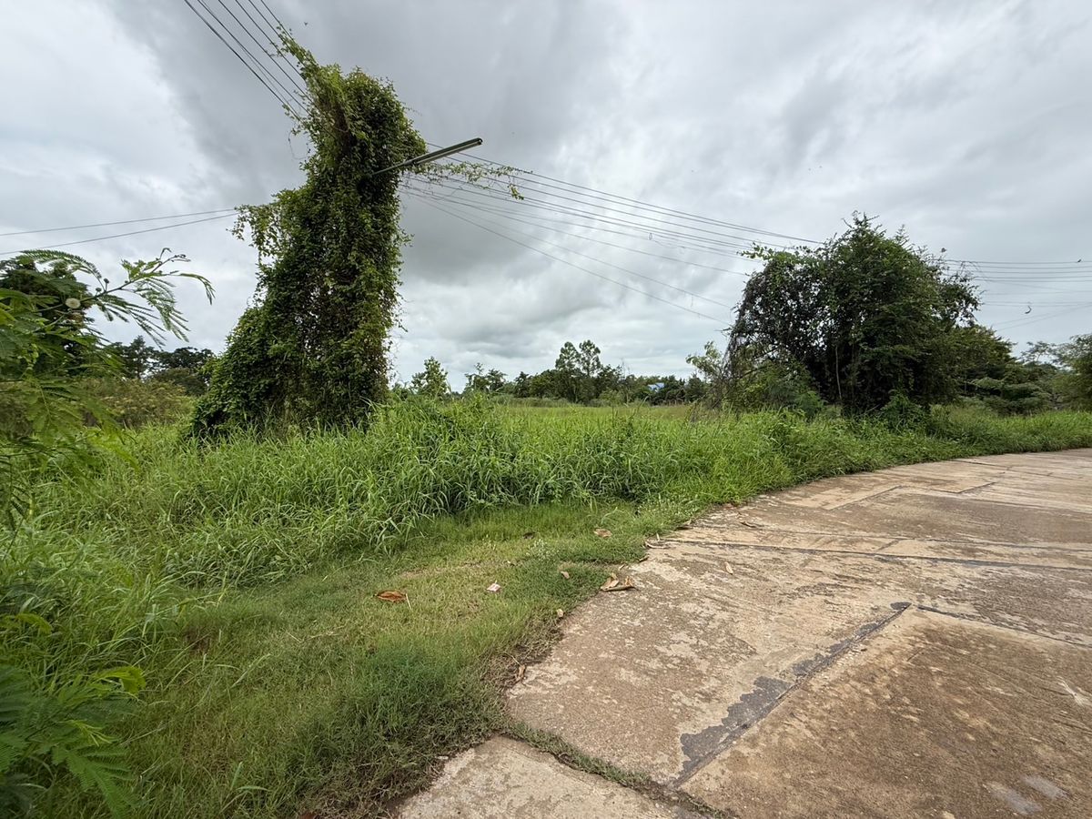 ขายที่ดินสุโขทัย : ขายที่ดิน บ้านกล้วย สุโขทัย 14 ไร่ ติดถนน ที่ดินถมแล้ว น้ำ - ไฟ เข้าถึง ห่างบิ๊กซี 5 นาที