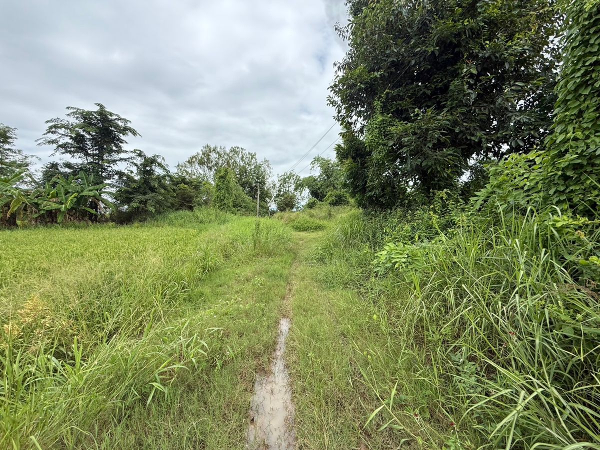 ขายที่ดินสุโขทัย : ขายที่ดิน บ้านกล้วย สุโขทัย 14 ไร่ ติดถนน ที่ดินถมแล้ว น้ำ - ไฟ เข้าถึง ห่างบิ๊กซี 5 นาที