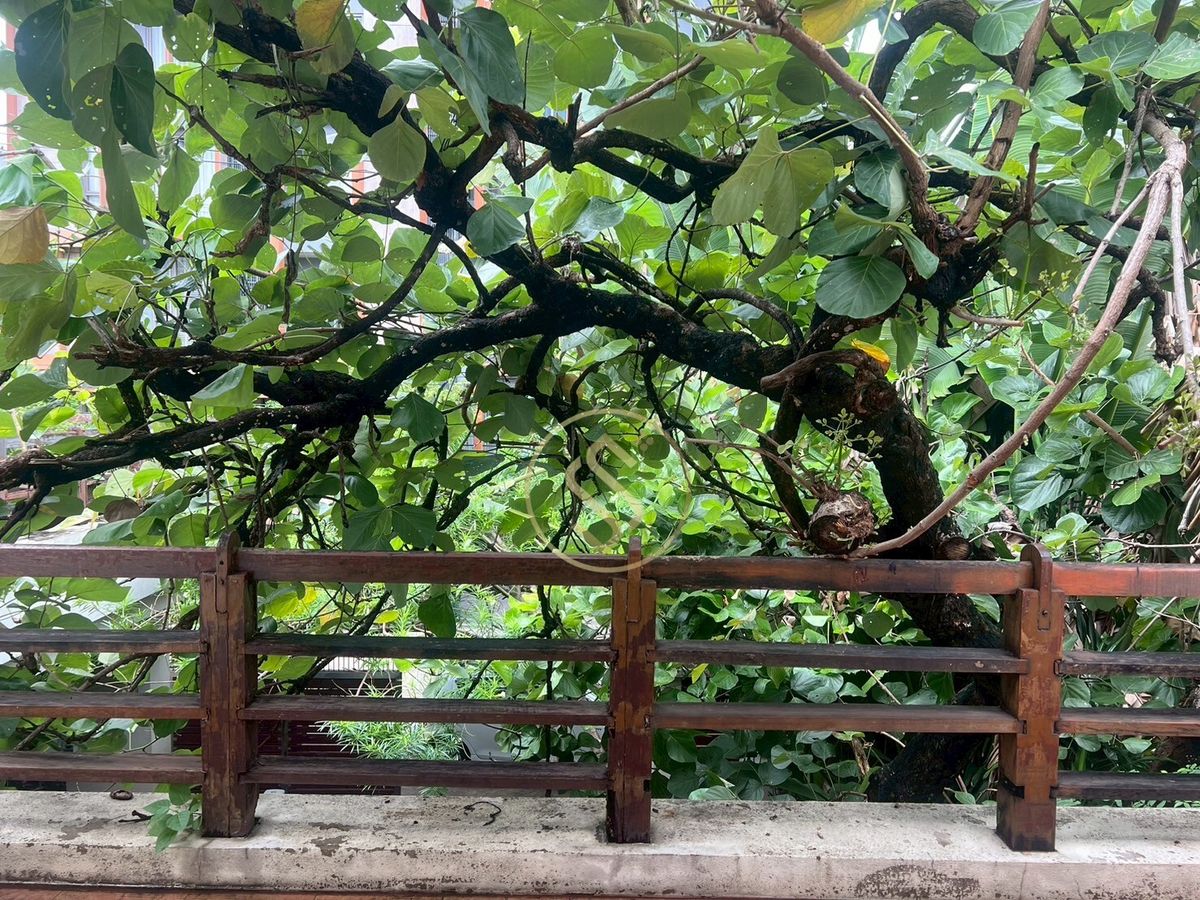 ให้เช่าบ้านอารีย์ อนุสาวรีย์ : ให้เช่าบ้านเดี่ยว 2 ชั้น ใจกลางอารีย์ 102 ตารางวา 350 ตารางเมตร ซอยอารีย์ 4 ฝั่งเหนือ (ซ.กิ่งชำนาญอักษร)