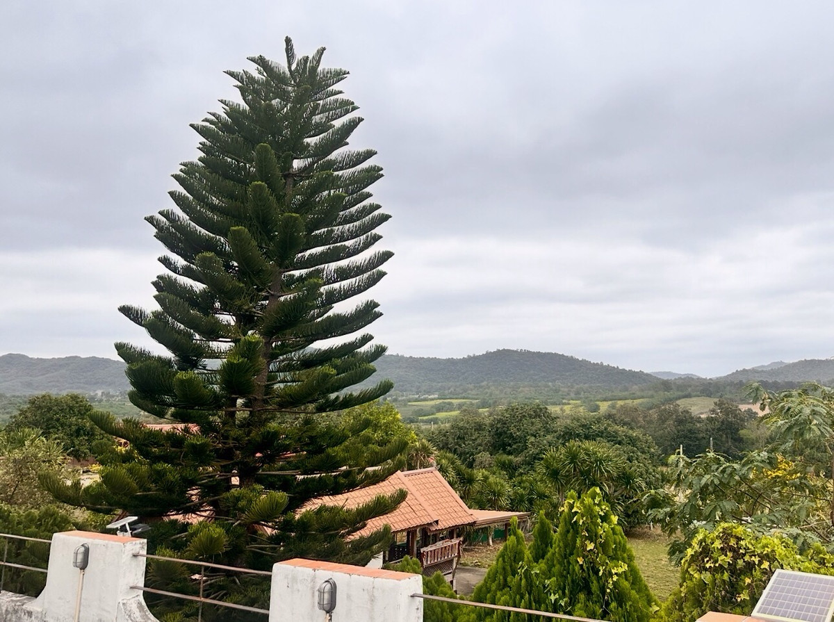 ขายที่ดินปากช่อง เขาใหญ่ : เเบ่งขายไปหลายเเปลง ขายที่ดินเขาใหญ่ สวยสมญานามสวิตเซอร์เเลนด์เมืองไทย เเปลงอยู่บนเนินเห็นภูเขายาวจากซ้ายจรดขวา ที่ดินสูงจากระดับน้ำทะเลประมาณ 370 เมตร อยู่ในโครงการปลอดภัย น้ำไฟถนนเเละสาธารณูปโภคครบ