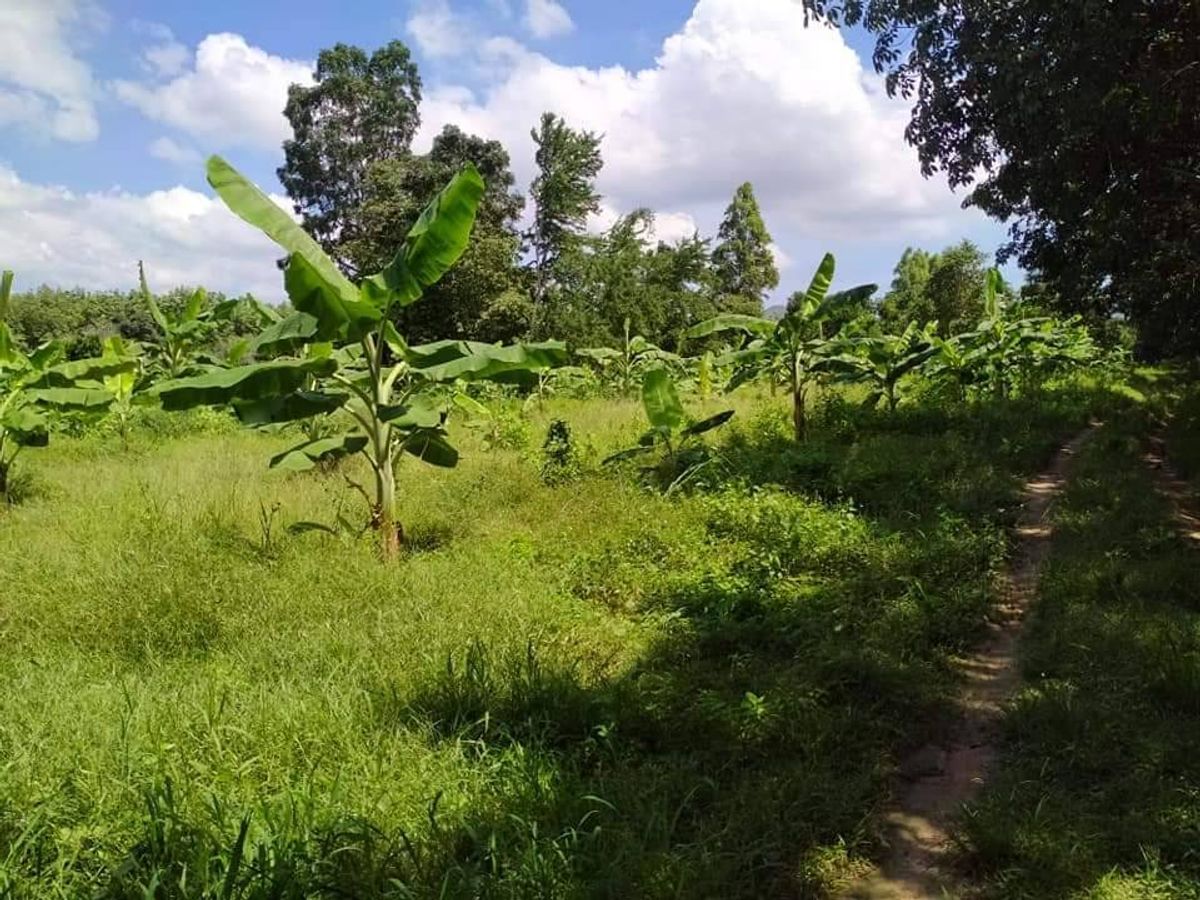 ขายที่ดินหัวหิน ประจวบคีรีขันธ์ : ที่ดินสวยขายถูก ร้อนเงิน ใกล้แหล่งความเจริญ นิคม กม.5 อ่าวน้อย ประจวบคีรีขันธ์