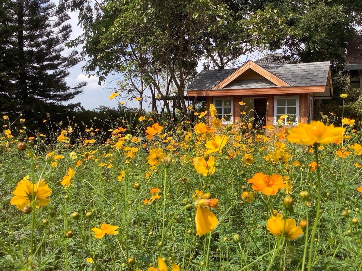 ขายที่ดินปากช่อง เขาใหญ่ : เเบ่งขายไปหลายเเปลง ขายที่ดินเขาใหญ่ สวยสมญานามสวิตเซอร์เเลนด์เมืองไทย เเปลงอยู่บนเนินเห็นภูเขายาวจากซ้ายจรดขวา ที่ดินสูงจากระดับน้ำทะเลประมาณ 370 เมตร อยู่ในโครงการปลอดภัย น้ำไฟถนนเเละสาธารณูปโภคครบ