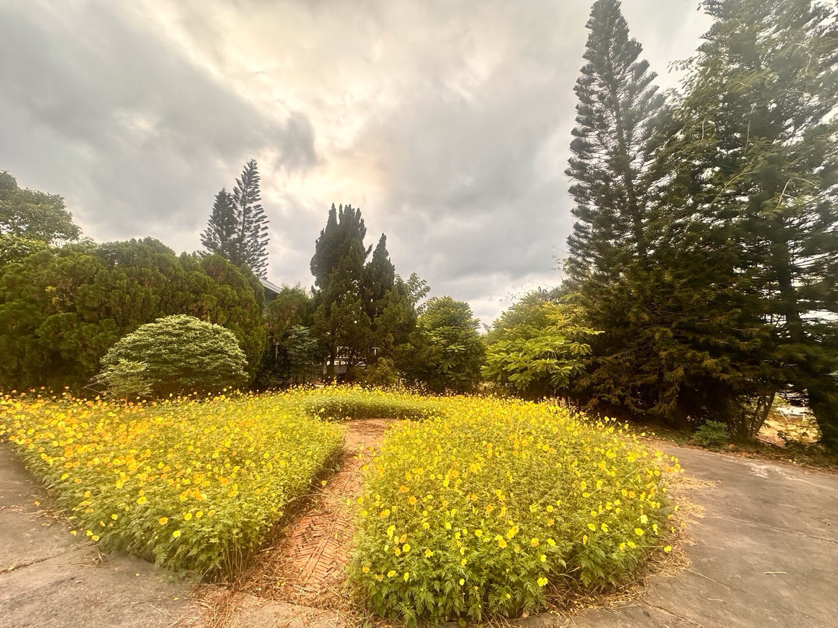 ขายที่ดินปากช่อง เขาใหญ่ : เเบ่งขายไปหลายเเปลง ขายที่ดินเขาใหญ่ สวยสมญานามสวิตเซอร์เเลนด์เมืองไทย เเปลงอยู่บนเนินเห็นภูเขายาวจากซ้ายจรดขวา ที่ดินสูงจากระดับน้ำทะเลประมาณ 370 เมตร อยู่ในโครงการปลอดภัย น้ำไฟถนนเเละสาธารณูปโภคครบ