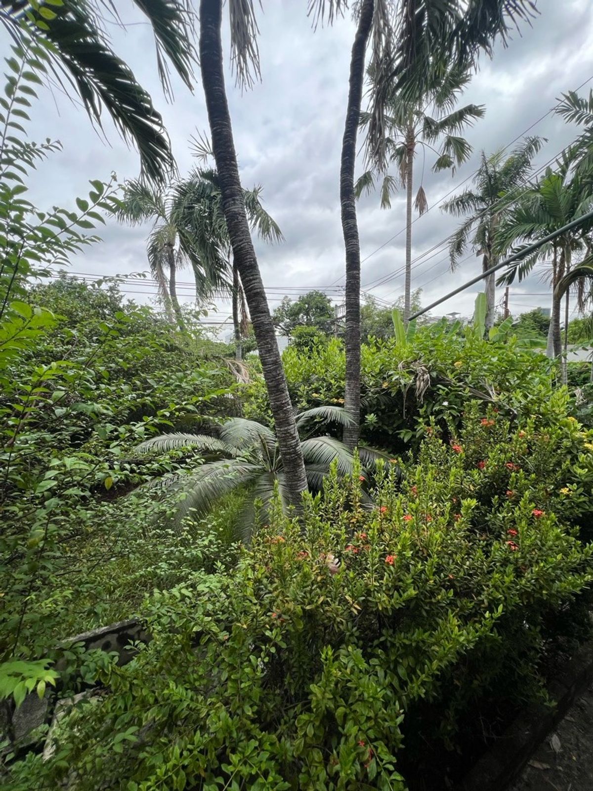 For RentRetail SpaceSukhumvit, Asoke, Thonglor : Rent a detached house, Sukhumvit 49, Thonglor for a long -term renovated business.