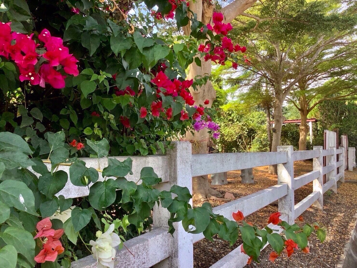 ขายที่ดินปากช่อง เขาใหญ่ : เเบ่งขายไปหลายเเปลง ขายที่ดินเขาใหญ่ สวยสมญานามสวิตเซอร์เเลนด์เมืองไทย เเปลงอยู่บนเนินเห็นภูเขายาวจากซ้ายจรดขวา ที่ดินสูงจากระดับน้ำทะเลประมาณ 370 เมตร อยู่ในโครงการปลอดภัย น้ำไฟถนนเเละสาธารณูปโภคครบ