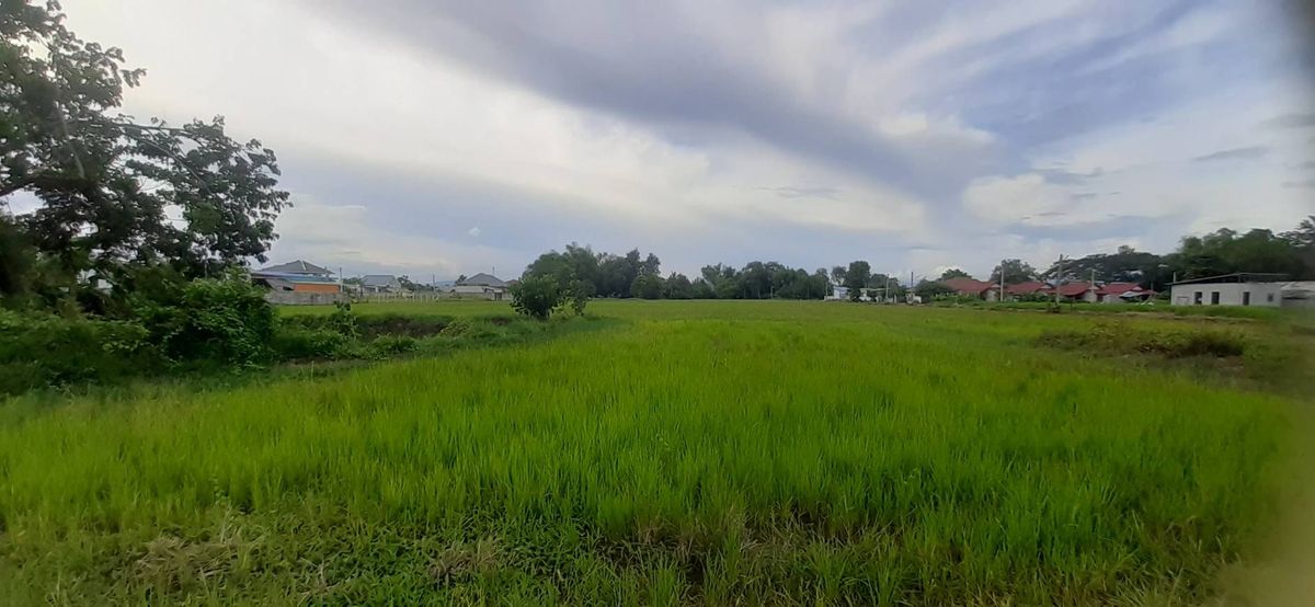 ขายที่ดินเชียงใหม่ : ขายที่ดิน ดอยสะเก็ด บรรยากาศดี ติดถนนคอนกรีต ใกล้ถนนสายใหม่ เนื้อที่ 2 ไร่ 139 ตร.วา อ.ดอยสะเก็ด จ.เชียงใหม่