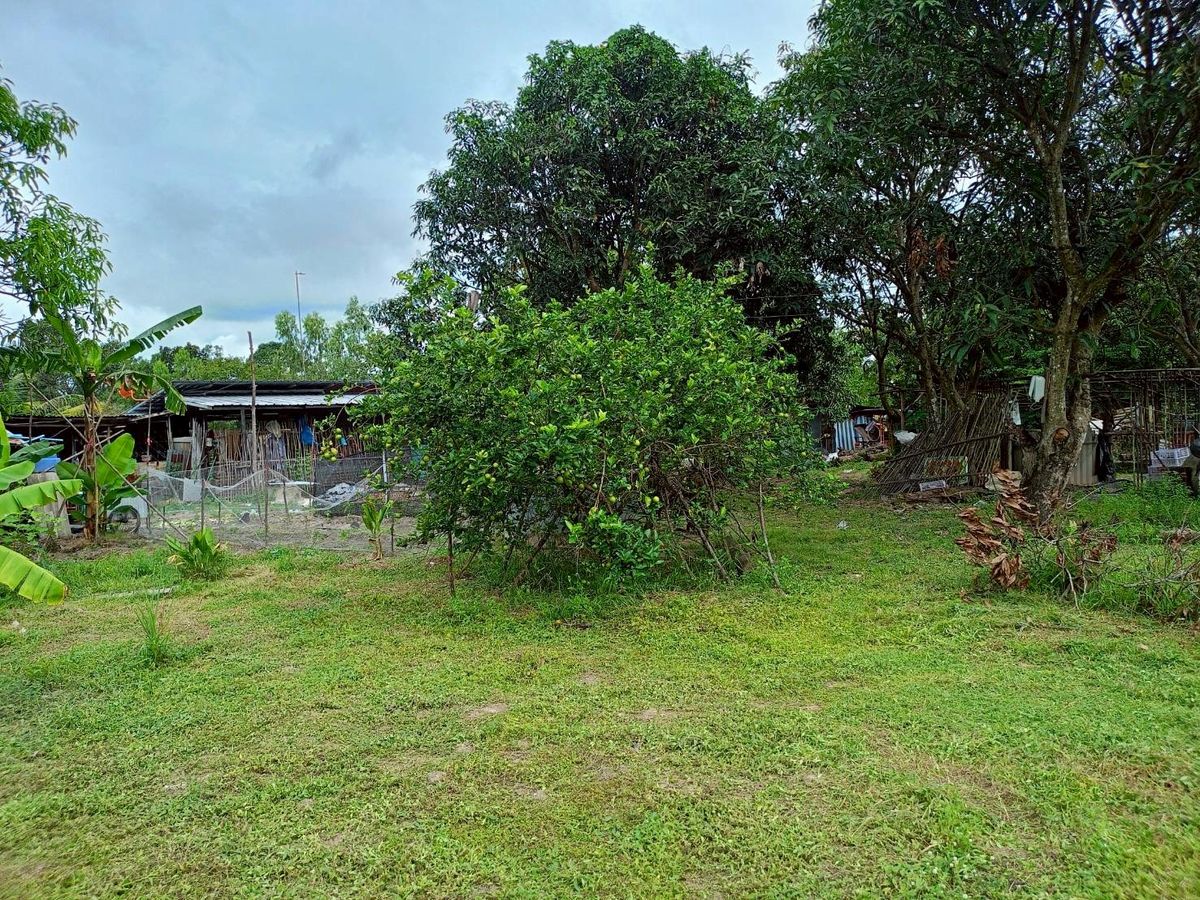 ขายที่ดินอุบลราชธานี : ขายที่ดินสวยๆ ติดถนน แปลงใหญ่ 8 ไร่กว่า (แบ่งขายได้)  ใน จ.อุบลราชธานี (N.1844)