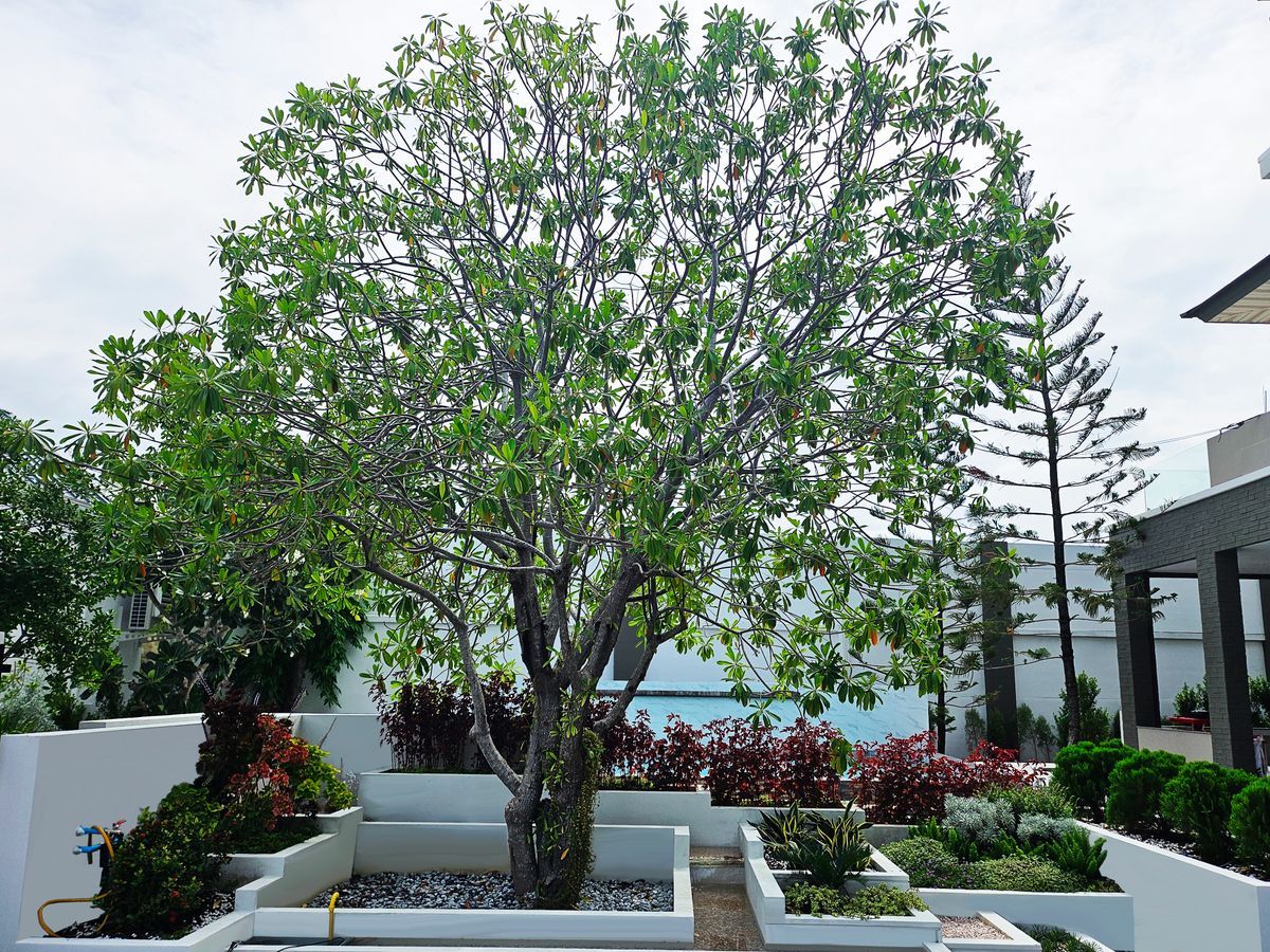 ขายบ้านลาดกระบัง สุวรรณภูมิ : 💎 ขายบ้านหรูหลังริมพร้อมสระว่ายน้ำส่วนตัว โครงการ Perfect Masterpiece สุขุมวิท 77 พื้นที่กว้าง 209 ตร.ว. ใช้สอย 836 ตร.ม. เพียง 16 หลังใน Private Zone ใกล้สนามบินสุวรรณภูมิ และ Airport Link ลาดกระบัง