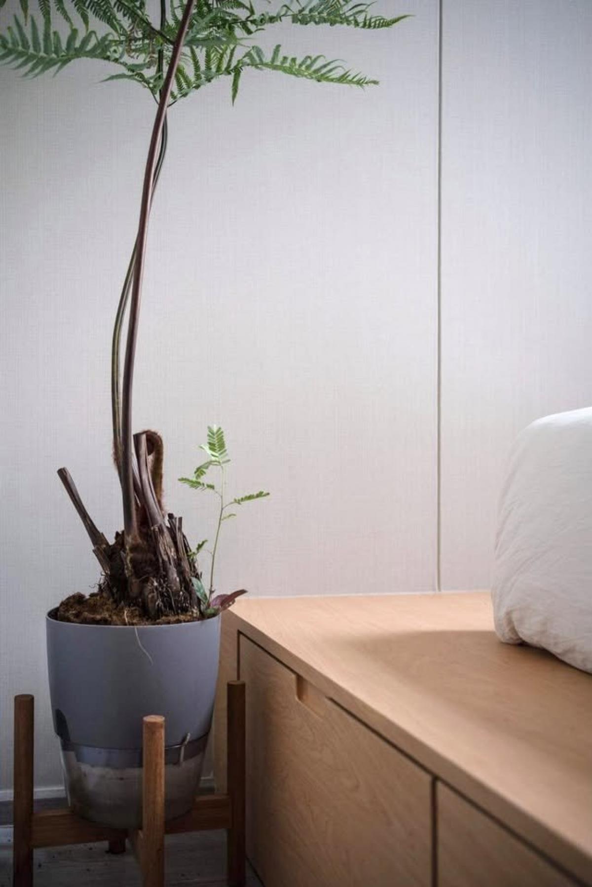 ให้เช่าคอนโดอ่อนนุช อุดมสุข : เช่า The Line Sukhumvit 101 ใกล้ BTS ปุณณวิถี 17,000 บาท/เดือน คอนโดครบครัน ตอบโจทย์ชีวิตเมือง พร้อมสระว่ายน้ำและฟิตเนส!