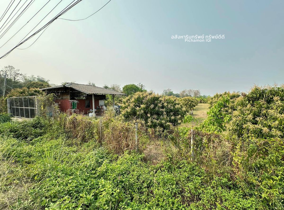 ขายที่ดินเชียงใหม่ : ที่ดินพร้อมสวนลำไย ต.บ้านแม อ.สันป่าตอง จ.เชียงใหม่