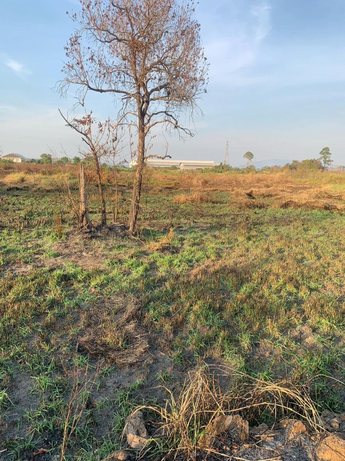 ขายที่ดินศรีราชา แหลมฉบัง บ้านบึง : ขายที่ดินแปลงสวย ทำเลดี โซนหนองขาม ศรีราชา เขตพื้นที่อุตสาหกรรม