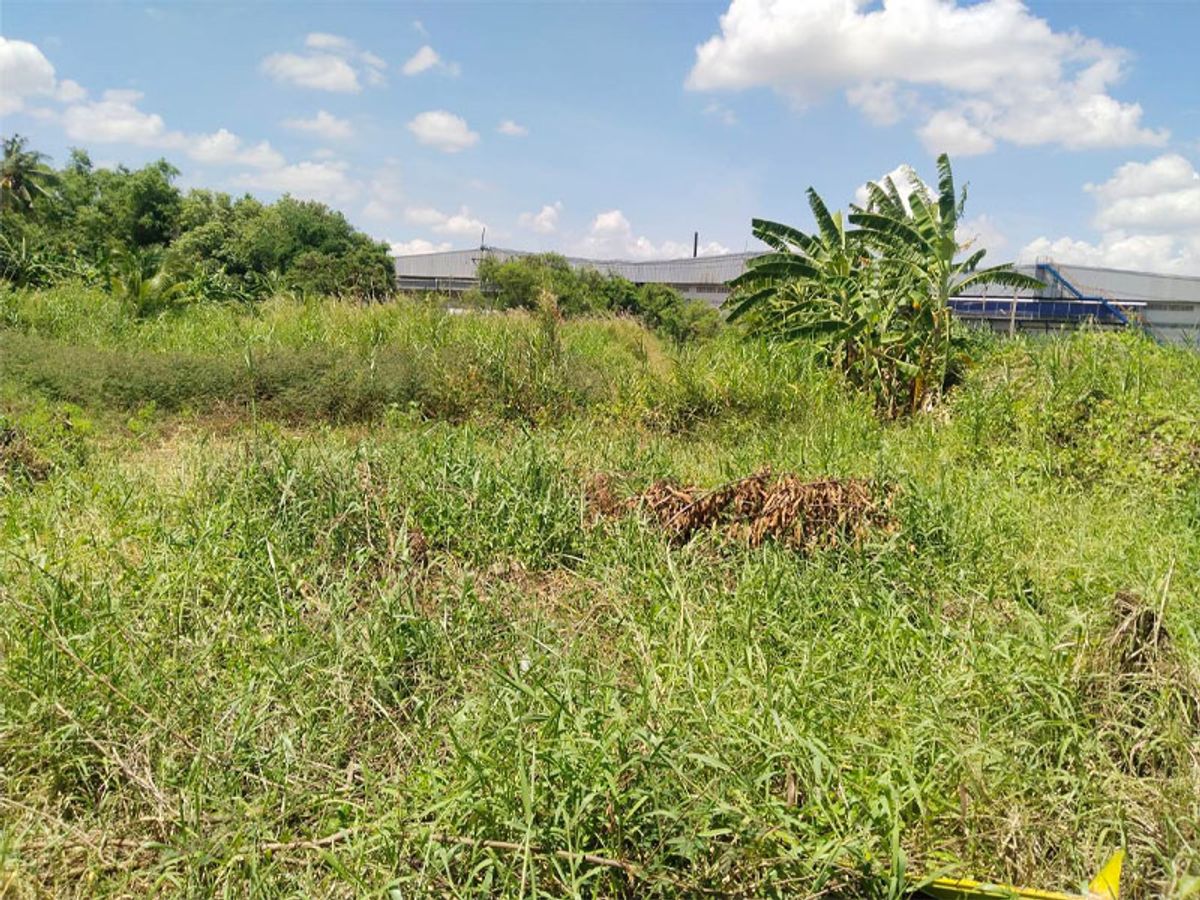 For SaleLandNakhon Pathom : Large beautiful plot of land In the heart of Sampran Next to Petchkasem Road, 2 Rai 78.6 sq.w., only 7,900,000 baht!