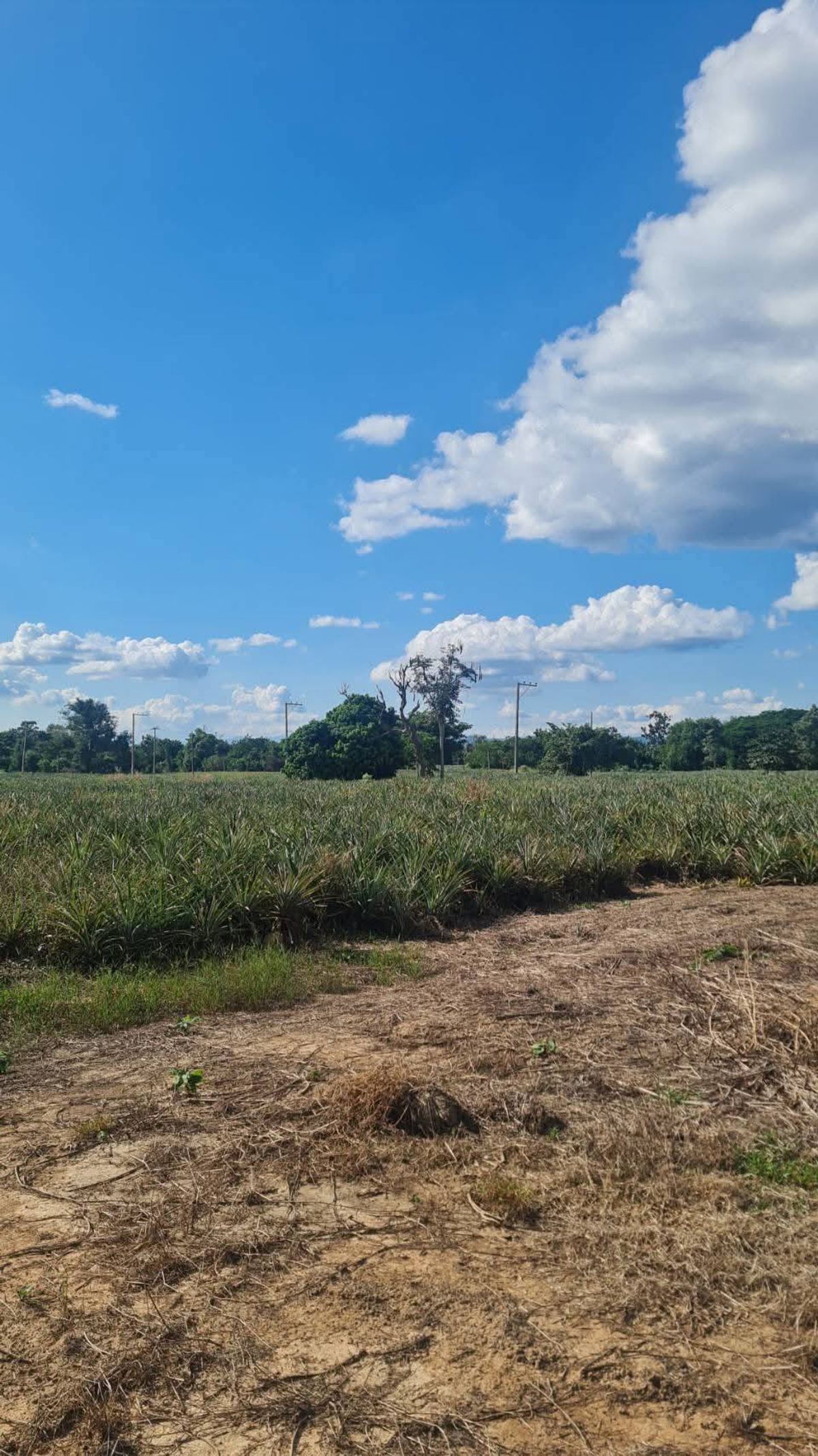 For SaleLandLampang : Land for sale, Lampang, cheap, golden location, near Kio Lom Dam - more than half