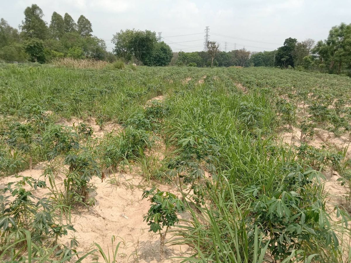 For SaleLandRayong : Land for sale in Rayong 5 Rai 140.7 square wah