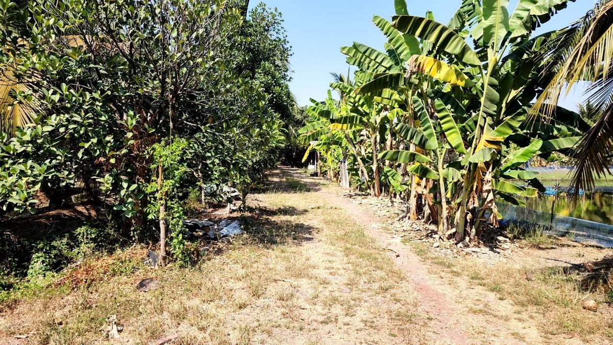 ขายที่ดินพระราม 2 บางขุนเทียน : ขาย ที่ดิน แปลงสวย พระราม 2 ท่าข้าม ซอย อนามัยงามเจริญ 33