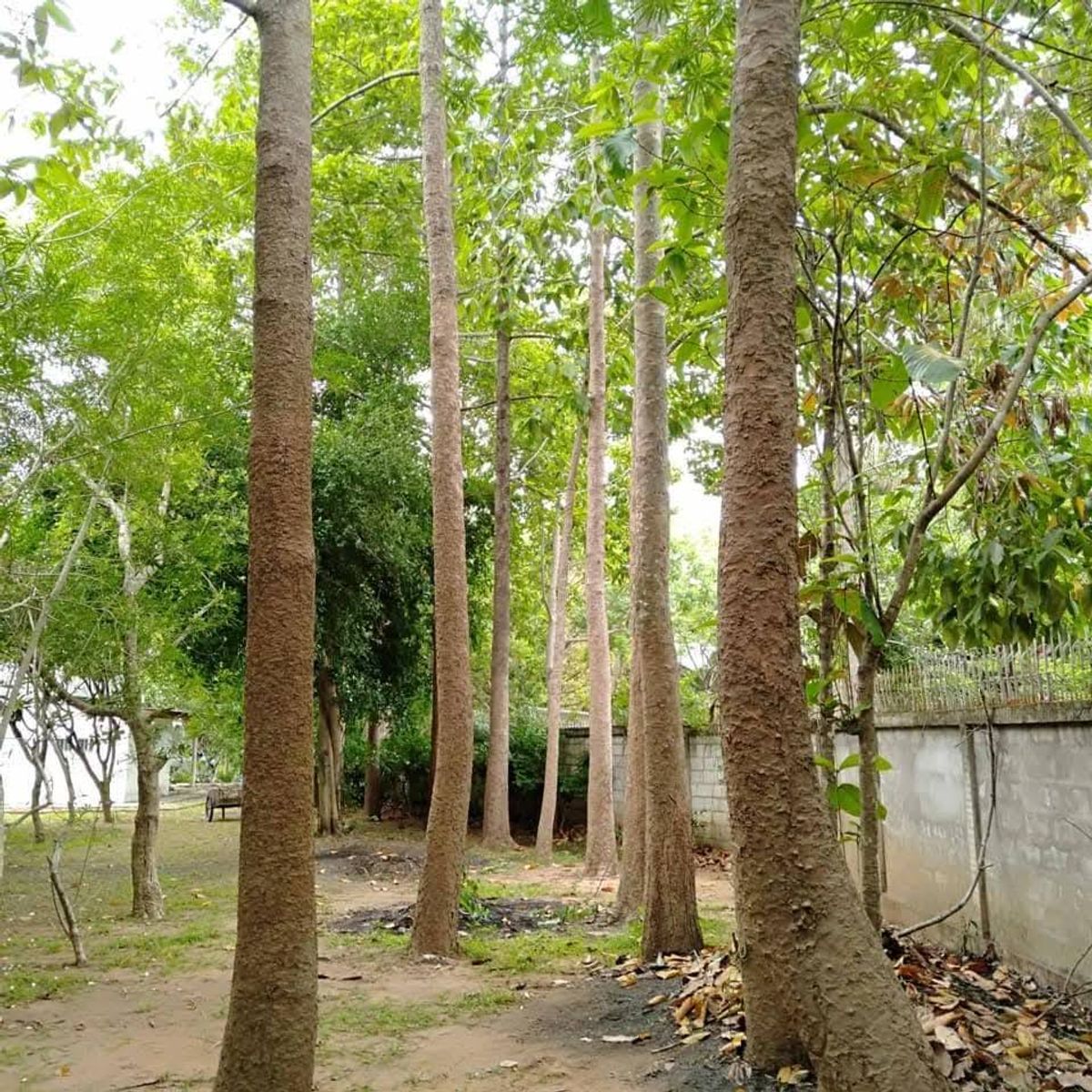 ขายที่ดินลำพูน : ขาย ที่ดิน ลำพูน แปลงใหญ่ พร้อมต้นไม้เศรษฐกิจ 