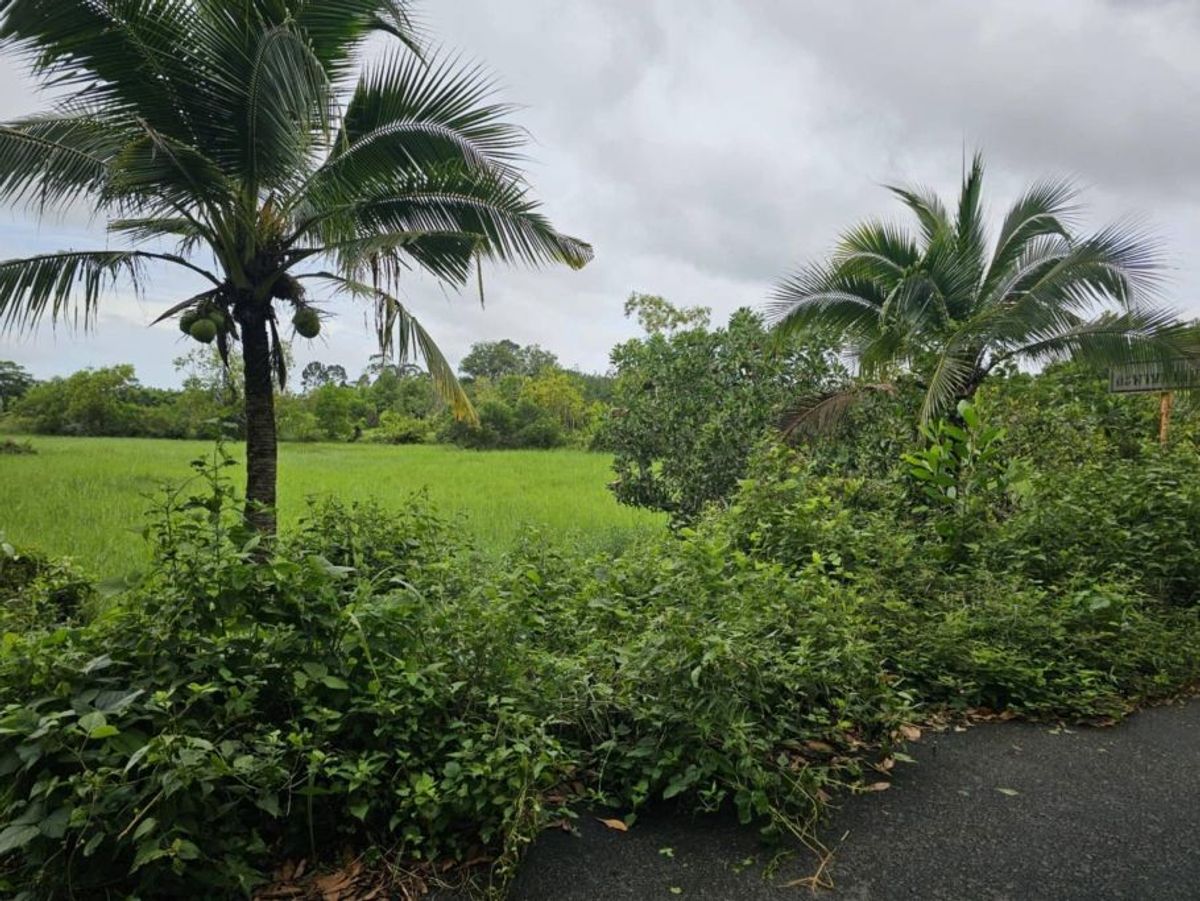 ขายที่ดินตราด : ขายที่ดินเปล่าสวยบรรยากาศดี อำเภอเมือง ตราด 3-3-89 ไร่