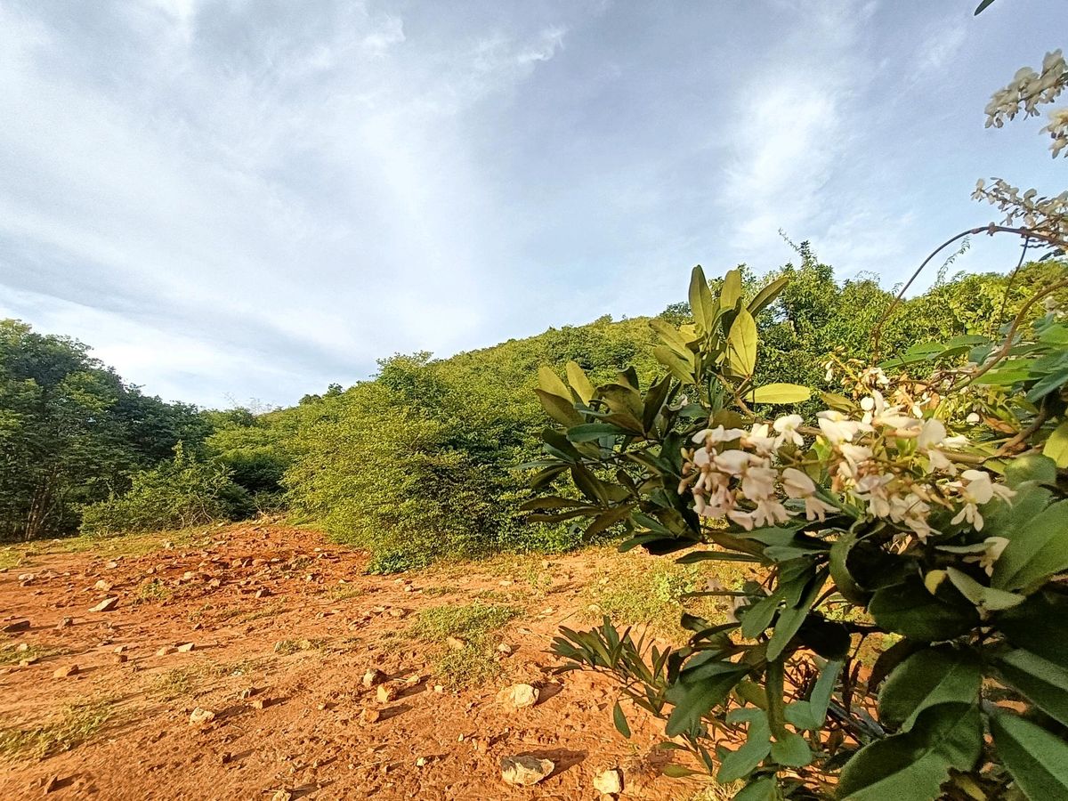 ขายที่ดินหัวหิน ประจวบคีรีขันธ์ : ขายที่ดินโฉนดครุฑแดง บนเขาจุดชมวิวเขานาห้วย