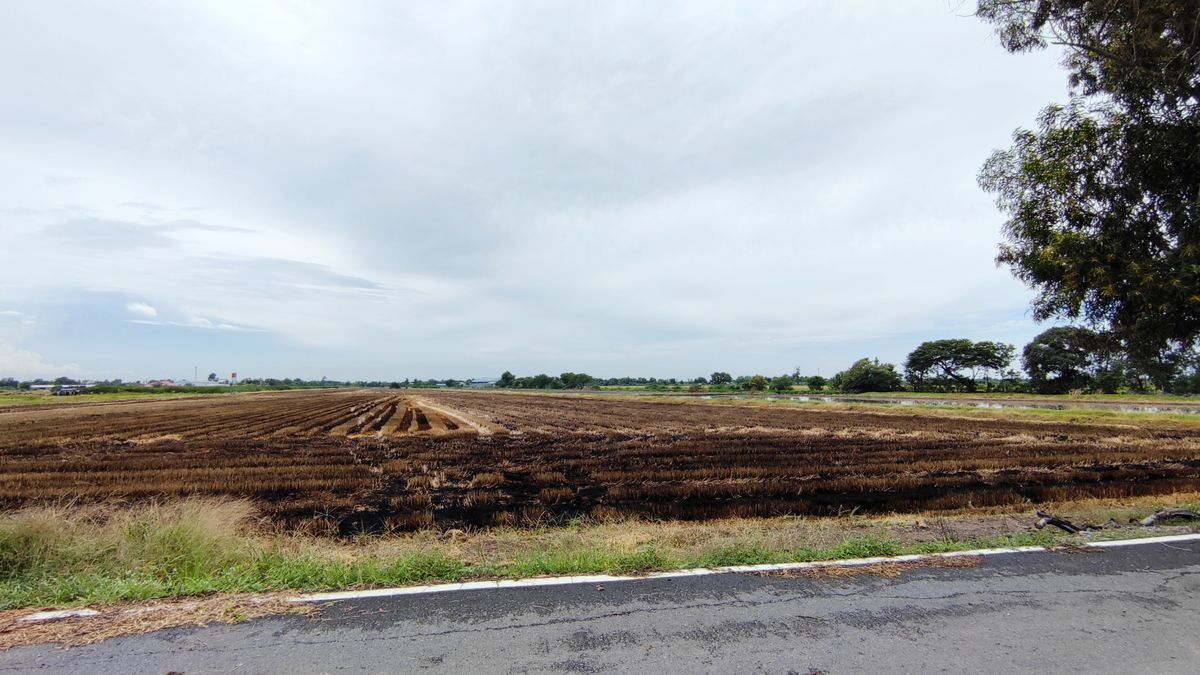 ขายที่ดินปทุมธานี รังสิต ธรรมศาสตร์ : ขาย ที่ดินเปล่า 10 ไร่ คลอง 5 ฝั่งตะวันออก อ. คลองหลวง ปทุมธานี หน้ากว้าง ติดถนนคอนกรีต