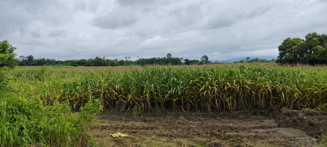 For SaleLandTak : Land for sale in Mae Sot, Tak, size 96 rai 1 ngan 42 sq wa, next to the main road