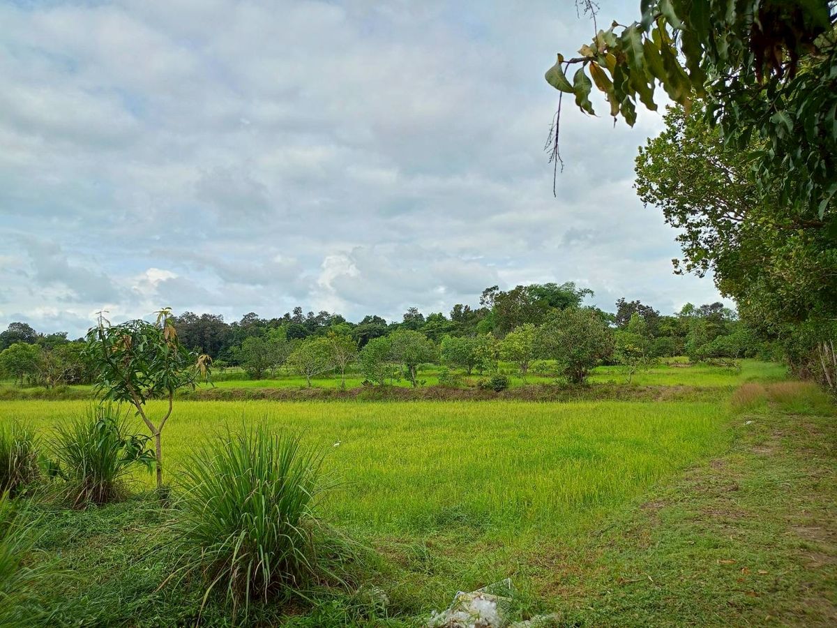 ขายที่ดินอุบลราชธานี : ขายที่ดินสวยๆ ติดถนน แปลงใหญ่ 8 ไร่ จ.อุบลราชธานี