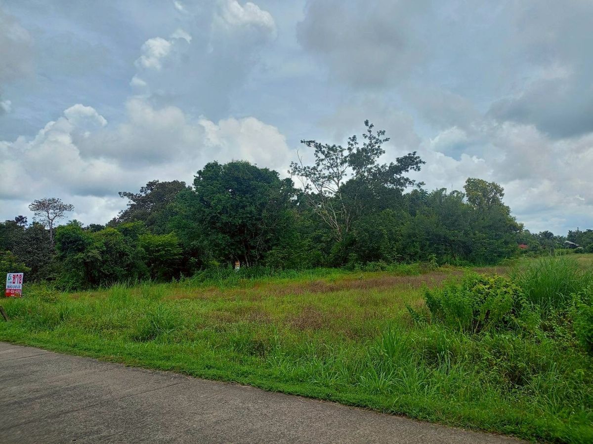 ขายที่ดินอุบลราชธานี : ขายที่ดินเปล่าแปลงสวย ขนาด 3-3-81.4 ไร่ (แบ่งขายได้) ในตำบลขี้เหล็ก อ.เมืองอุบลฯ พร้อมพัฒนาได้ทุกอย่าง (N.1843)