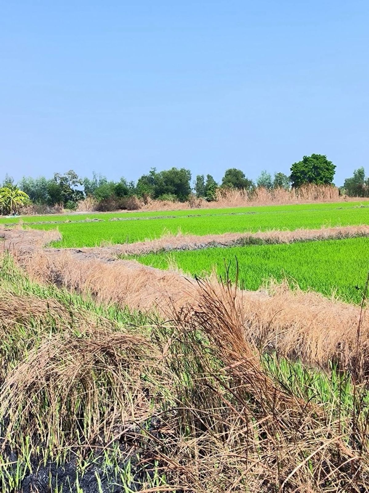 ขายที่ดินปทุมธานี รังสิต ธรรมศาสตร์ : 📢👇โอกาสทองสำหรับนักลงทุน! ที่ดินแปลงใหญ่ คลองหลวง – พื้นที่สีชมพู ทำเลศักยภาพ เหมาะพัฒนาโครงการได้หลากหลาย ไม่ว่าจะเป็นศูนย์การเรียนรู้เชิงเกษตร ฟาร์ม คาเฟ่ โครงการบ้านจัดสรร โกดัง หรือโรงงานขนาดใหญ่
