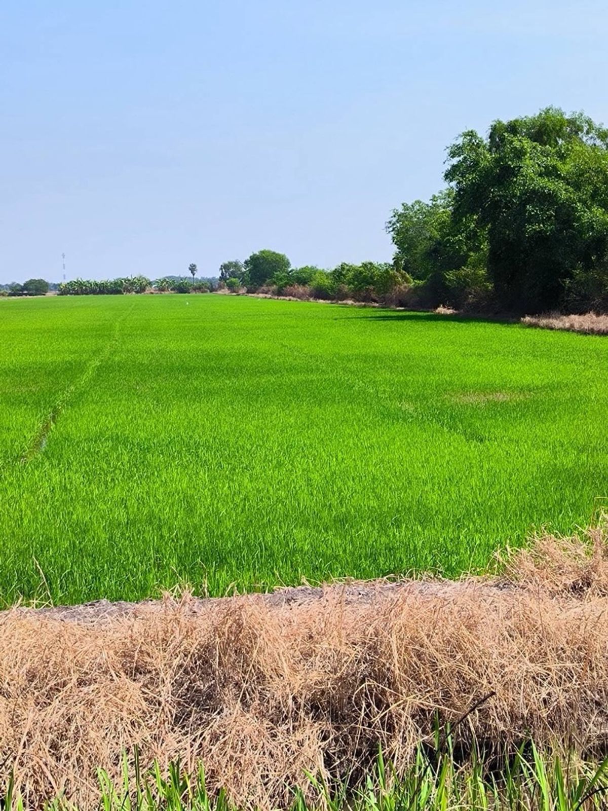 For SaleLandPathum Thani,Rangsit, Thammasat : 📢👇 A Golden Opportunity for Investors! Large Land Plot in Khlong Luang – Pink Zone, Prime Location.
Perfect for developing a wide range of projects such as an agricultural learning center, farm, café, housing estate, warehouse, or large-scale factory.