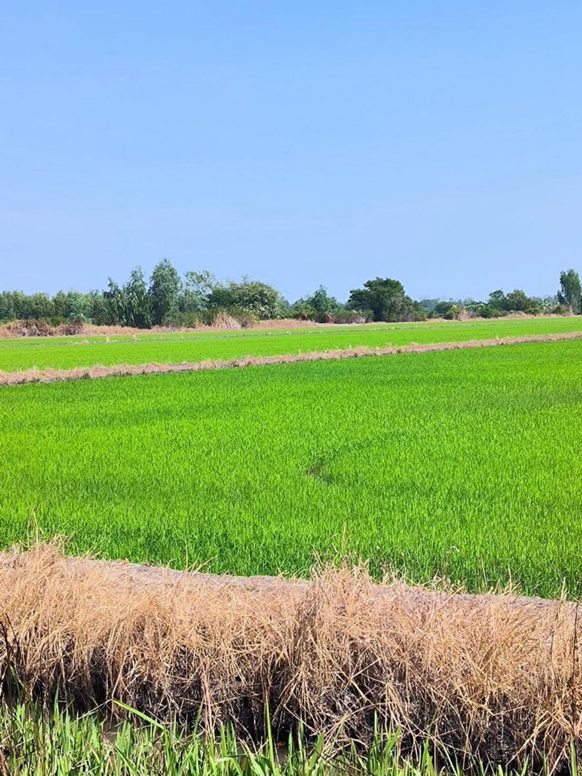 ขายที่ดินปทุมธานี รังสิต ธรรมศาสตร์ : 📢👇โอกาสทองสำหรับนักลงทุน! ที่ดินแปลงใหญ่ คลองหลวง – พื้นที่สีชมพู ทำเลศักยภาพ เหมาะพัฒนาโครงการได้หลากหลาย ไม่ว่าจะเป็นศูนย์การเรียนรู้เชิงเกษตร ฟาร์ม คาเฟ่ โครงการบ้านจัดสรร โกดัง หรือโรงงานขนาดใหญ่