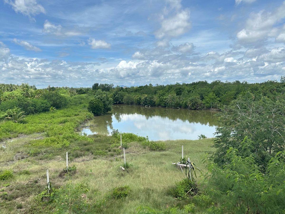 For SaleFactoryCha-am Phetchaburi : Ban Nok Nang Bank Business Ban Bang Tabun Bird Farming Center, Phetchaburi Province  Ready to keep the produce fully The purchase price is very good. Or transform by yourself  Answer the long -term investor. 🕊️
